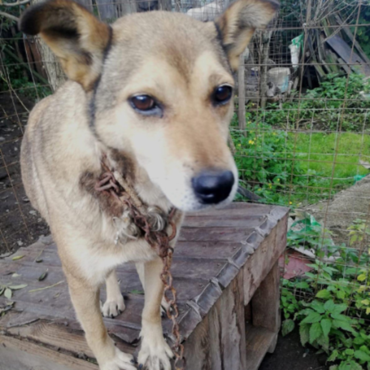 Adoption Springa