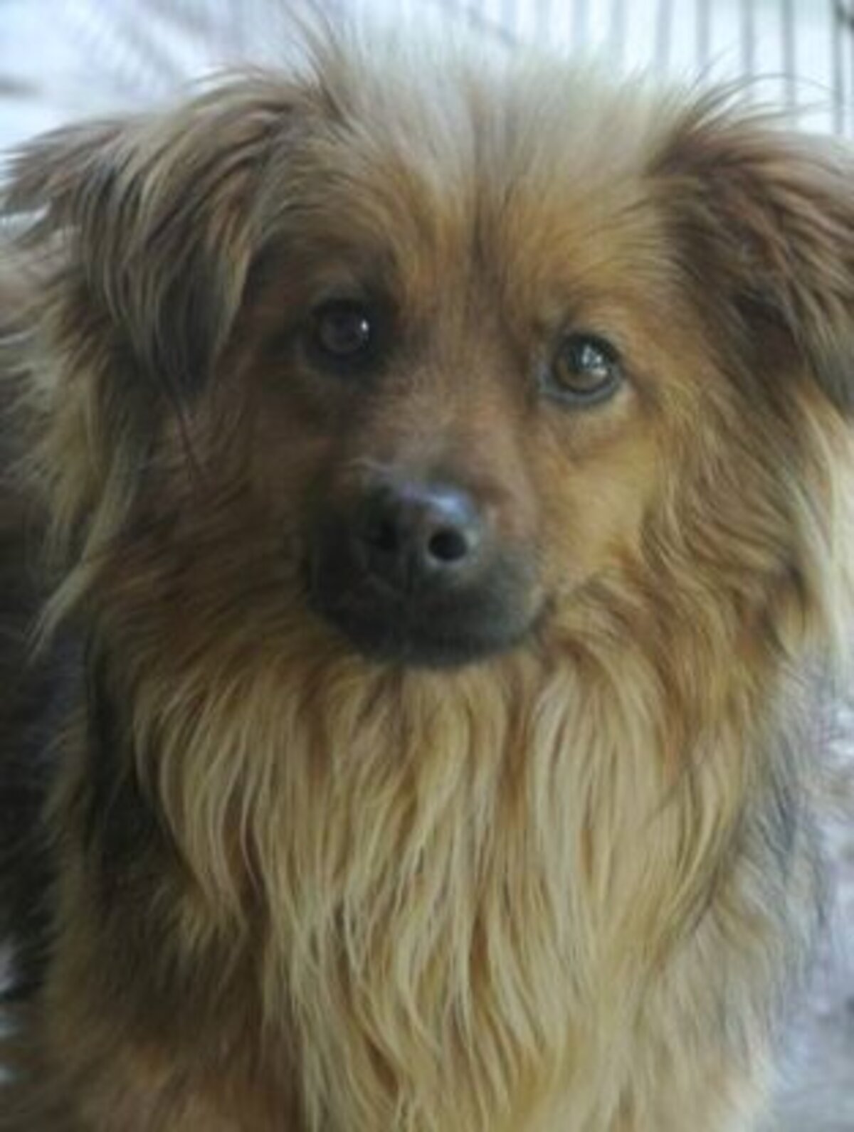 Adoption Starsky