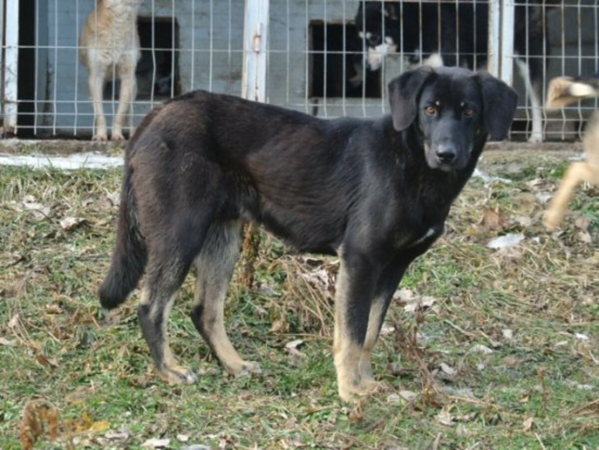 Adoption Steel