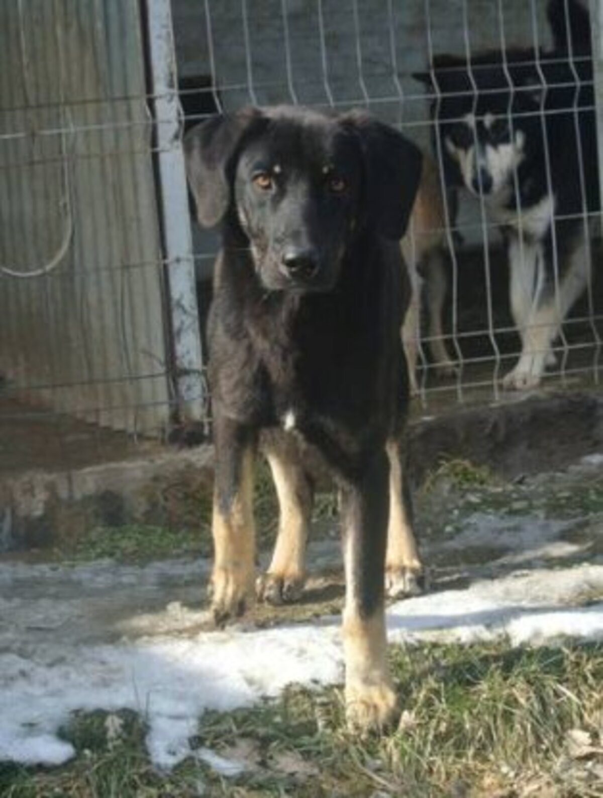 Adoption Steel