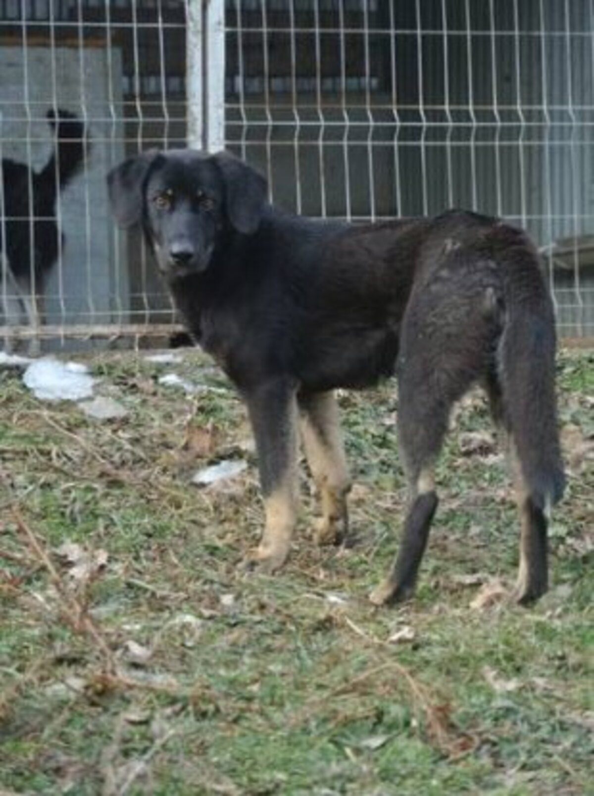 Adoption Steel