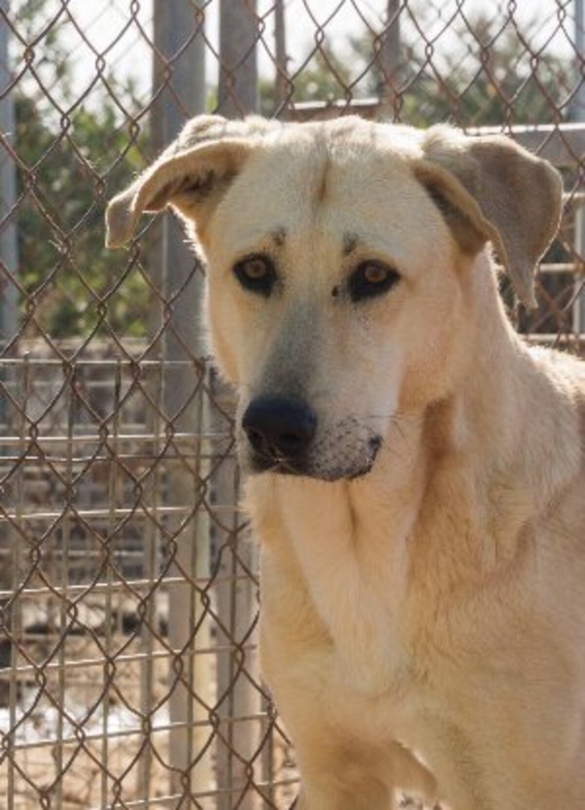 Adoption Stella