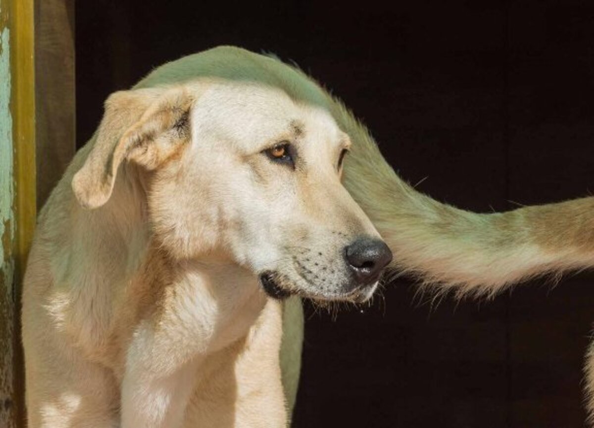 Adoption Stella