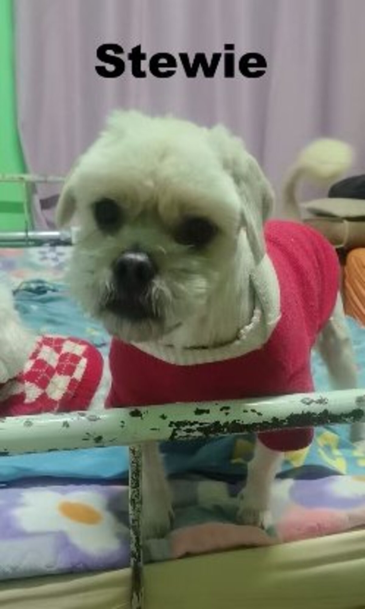 Adoption Stewie, caniche de Chine!