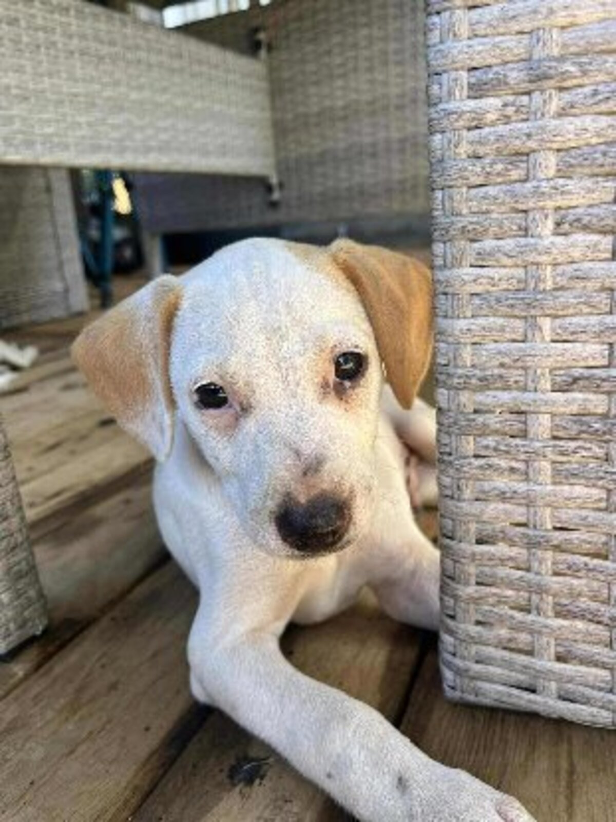 Adoption Stitch