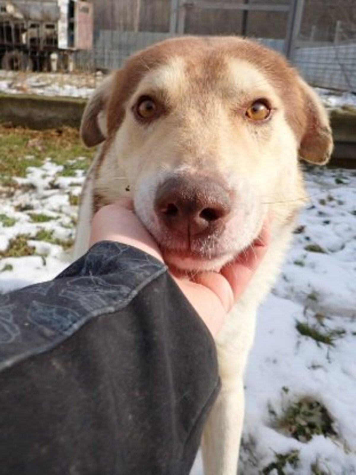 Adoption Stitch