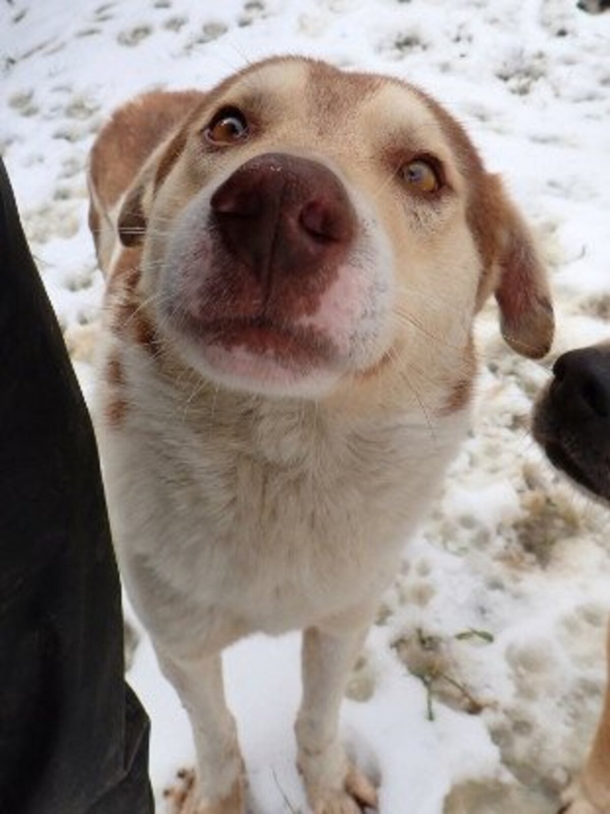 Adoption Stitch
