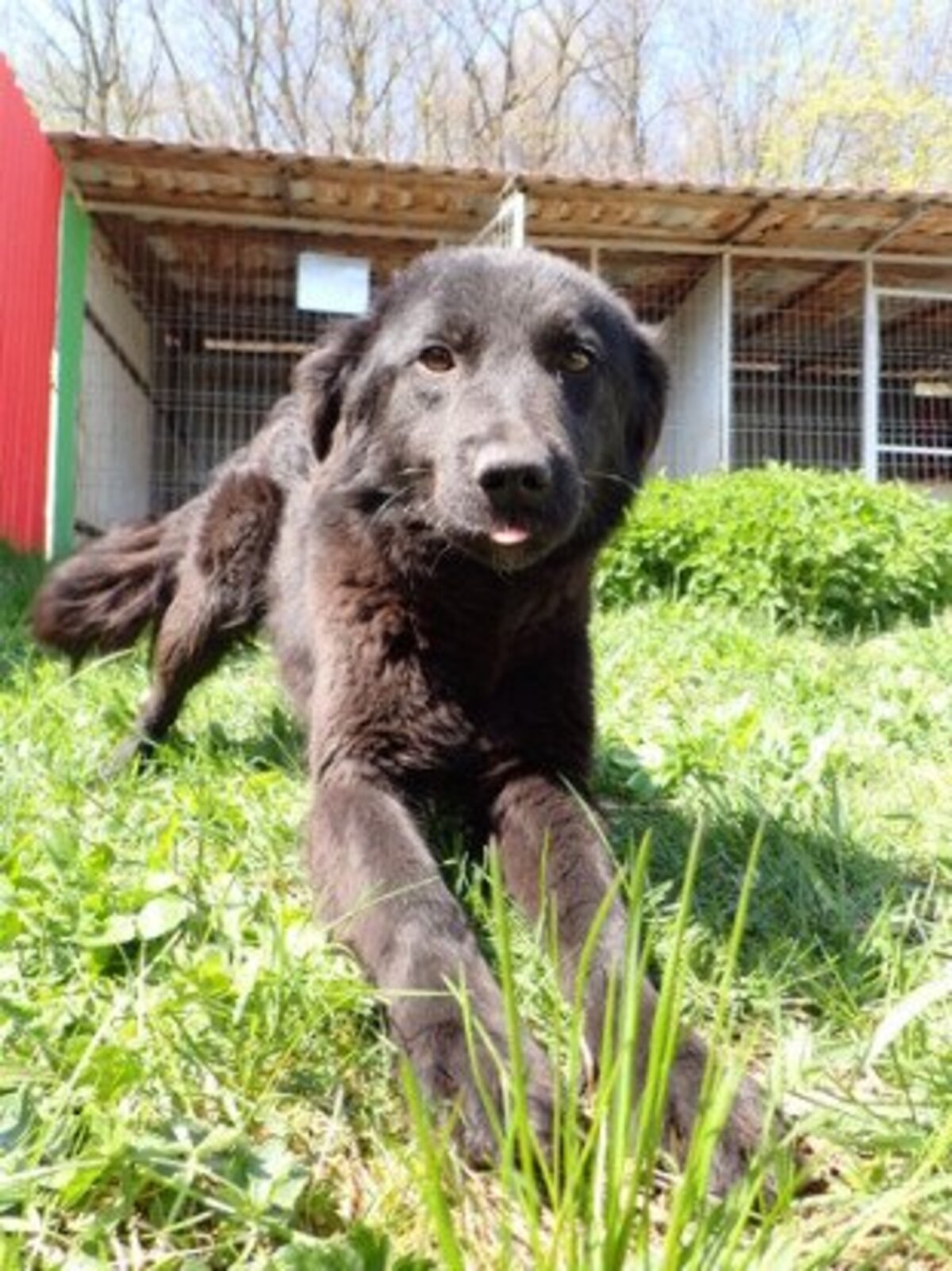 Adoption Stylish