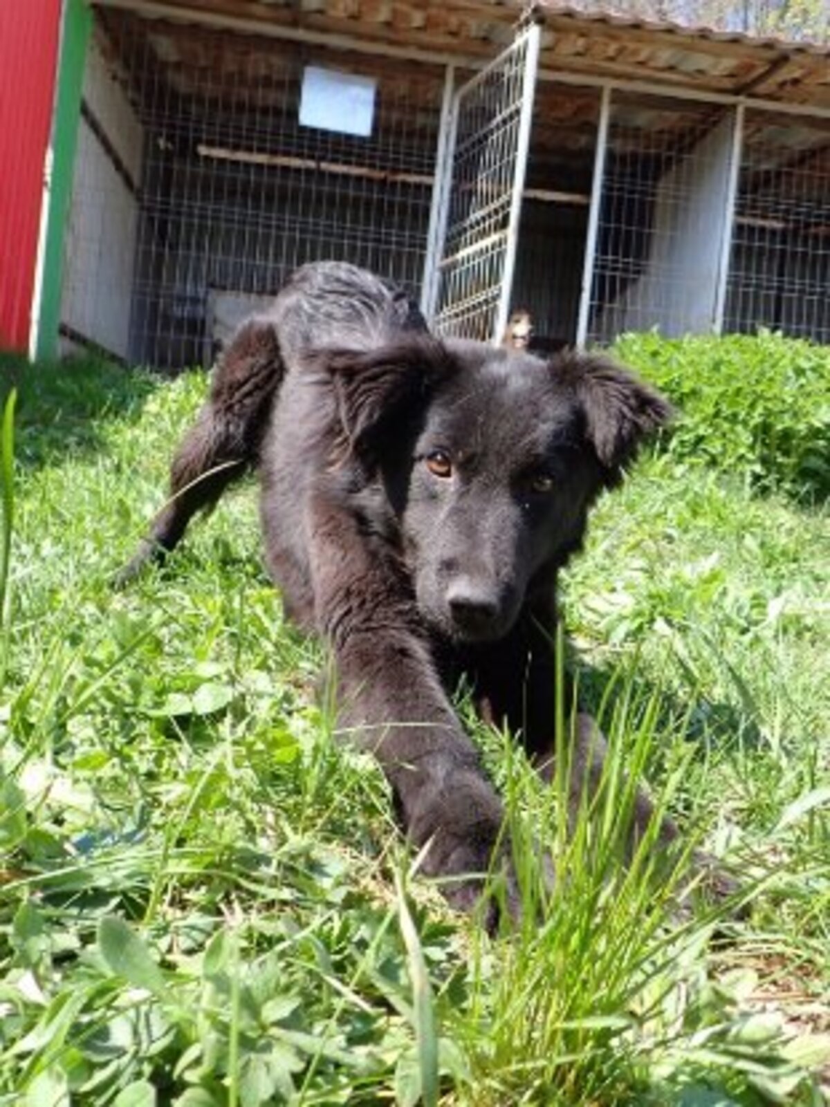 Adoption Stylish