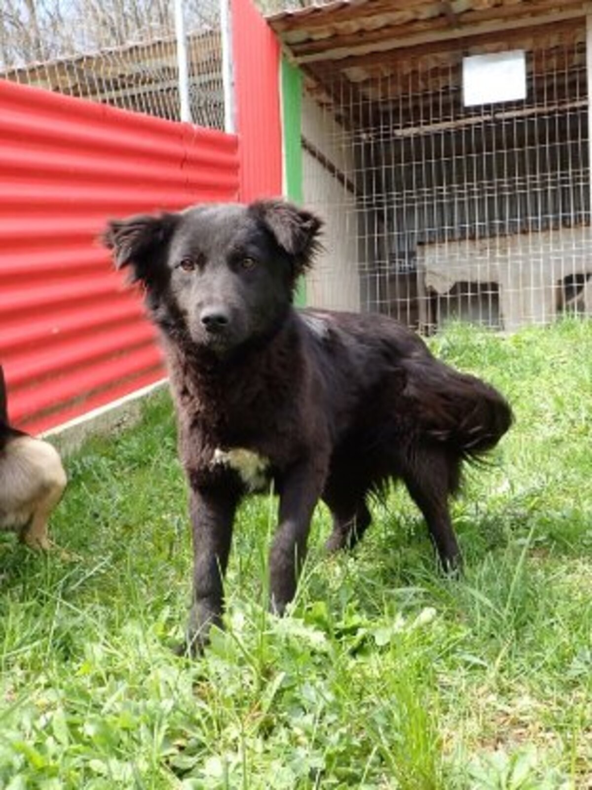 Adoption Stylish