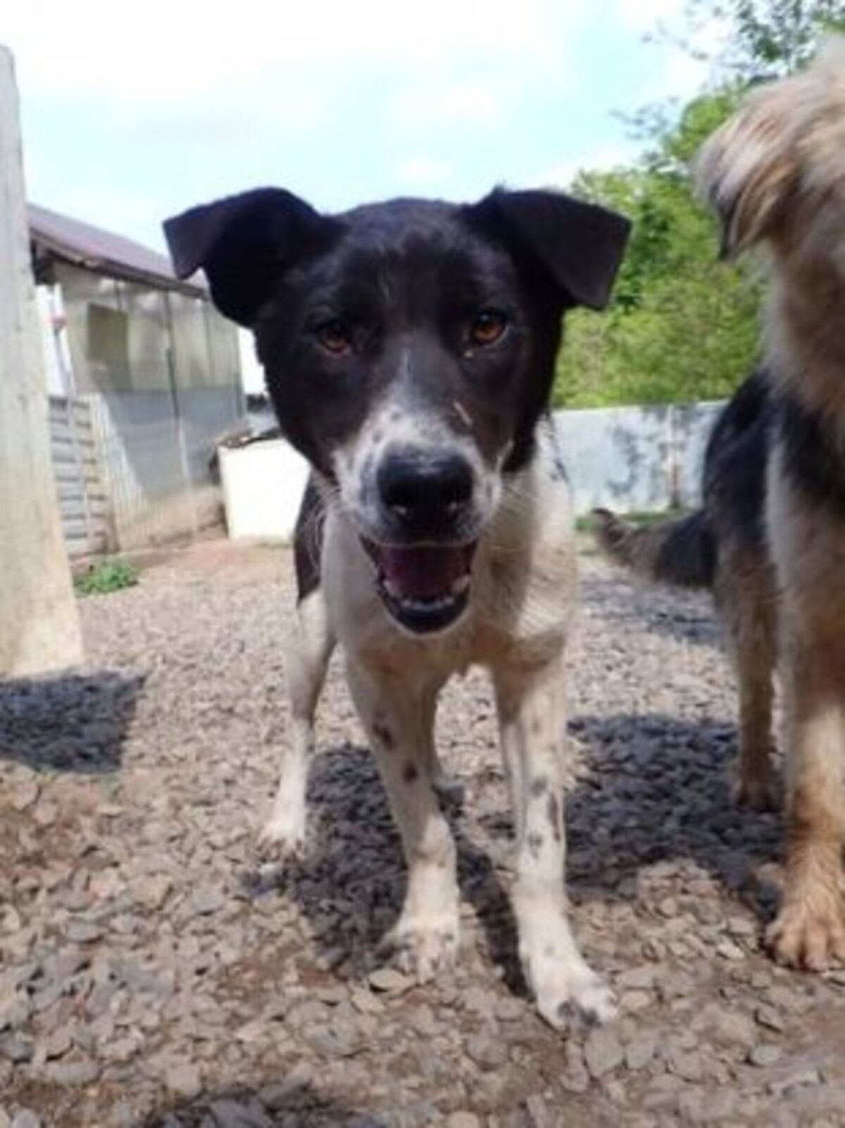 Adoption Suchy