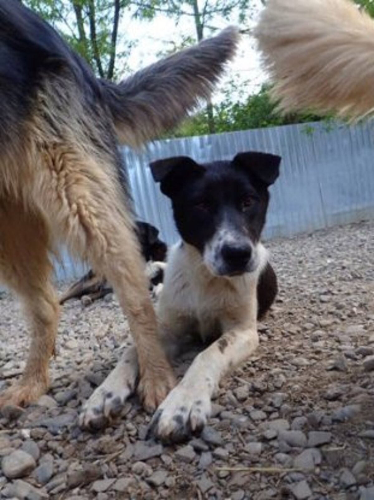Adoption Suchy