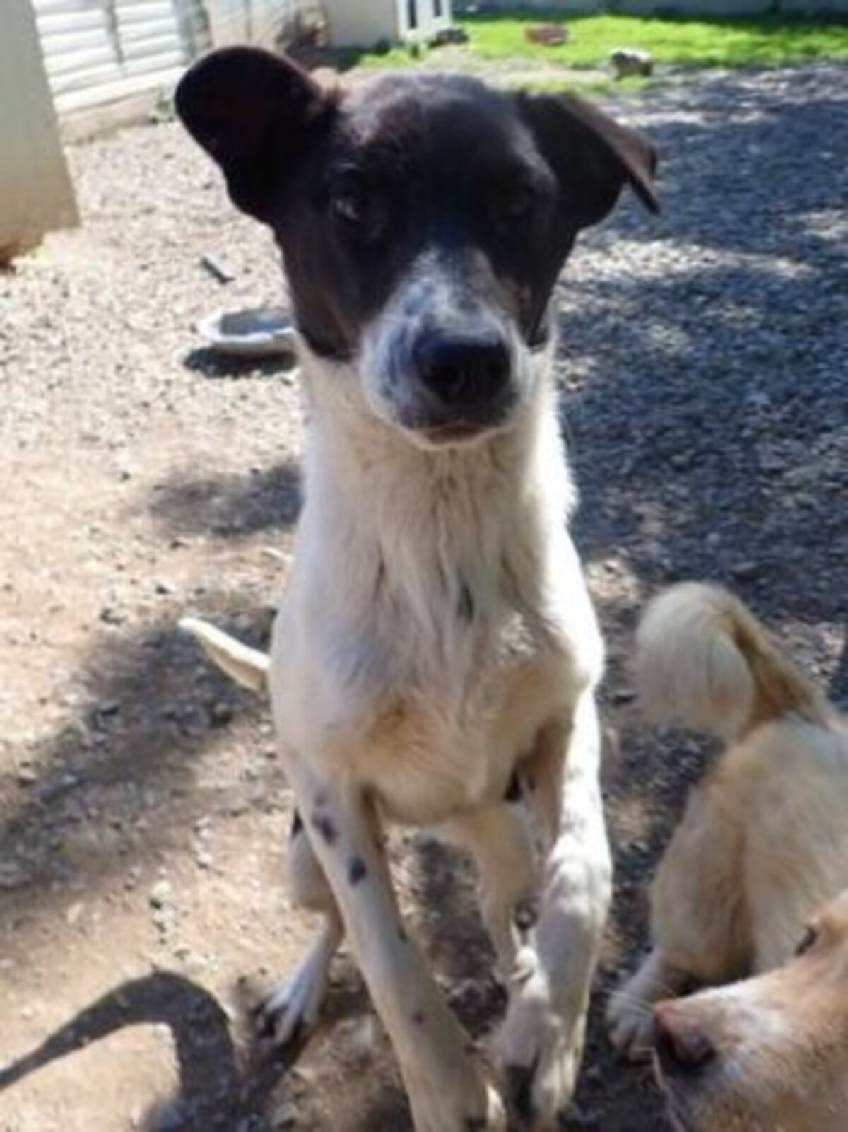 Adoption Suchy