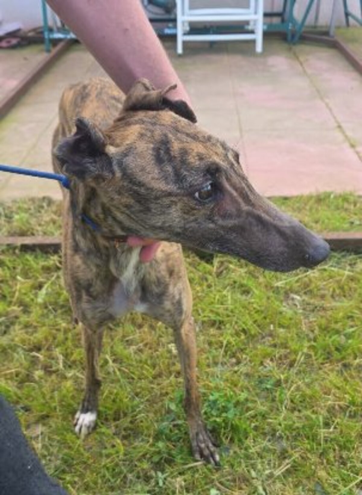 Adoption Sula