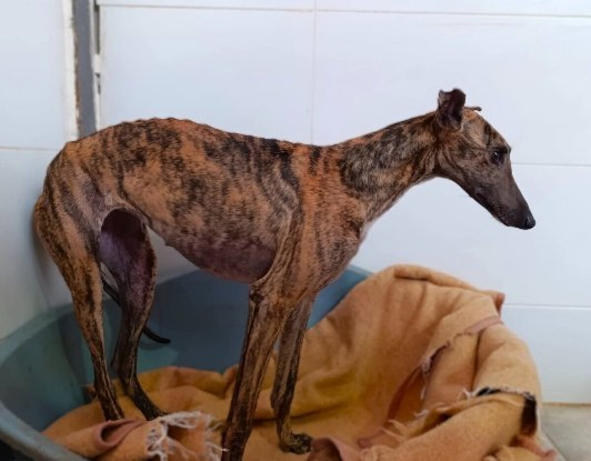 Adoption Sula