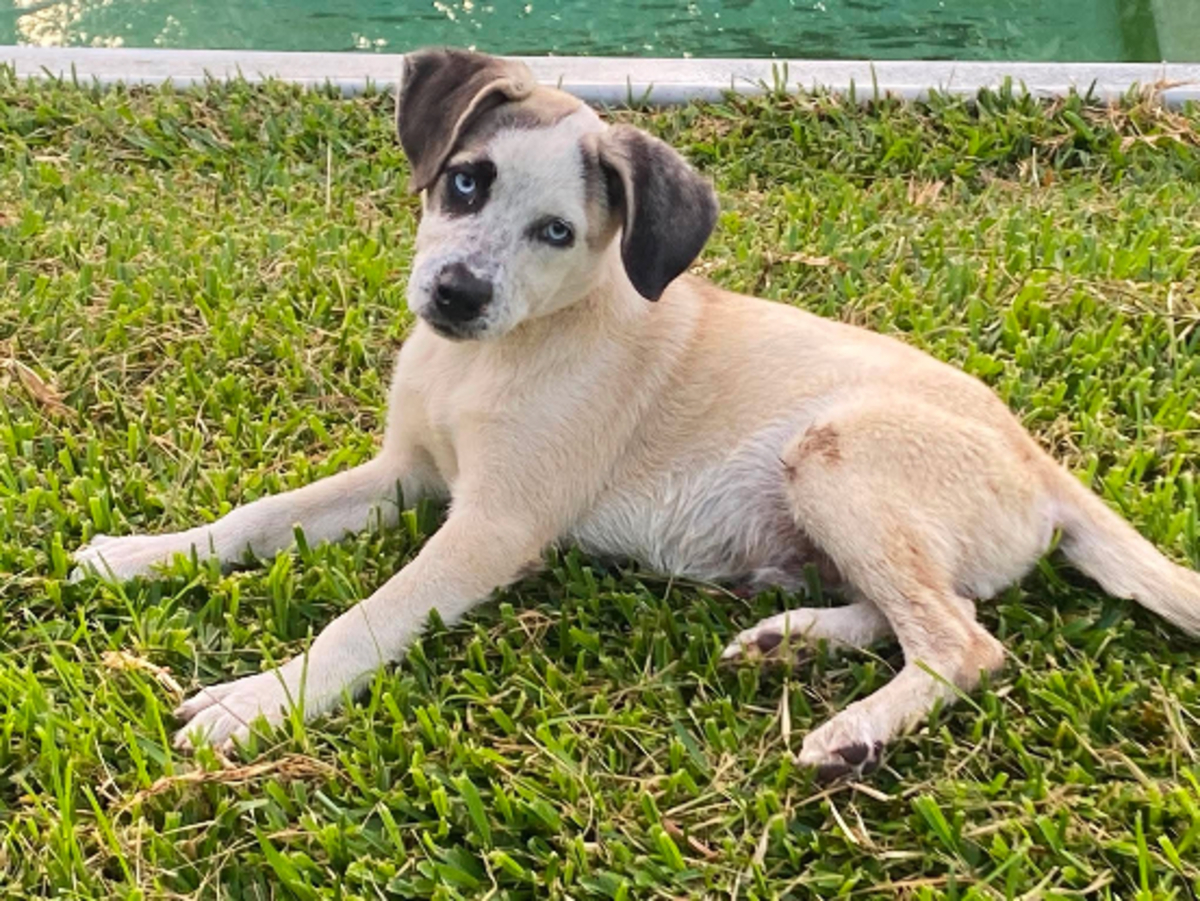 Adoption Summer