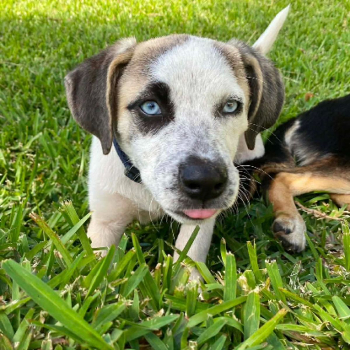 Adoption Summer