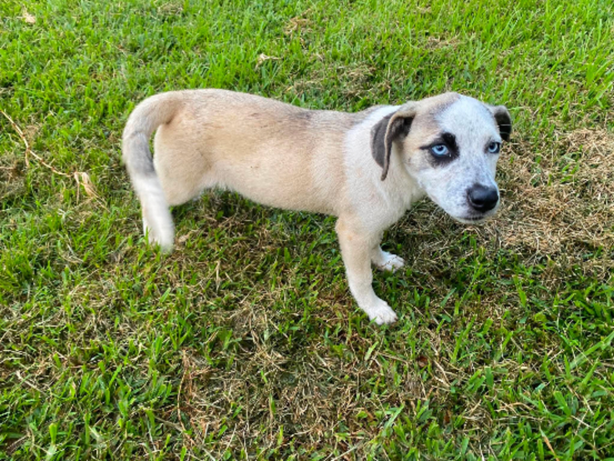 Adoption Summer