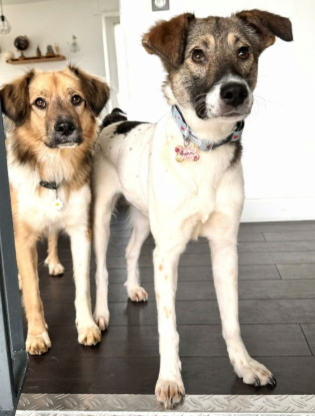 Adoption Sunn
