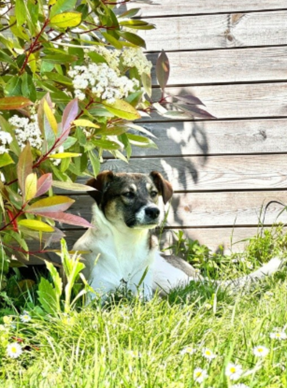 Adoption Sunn