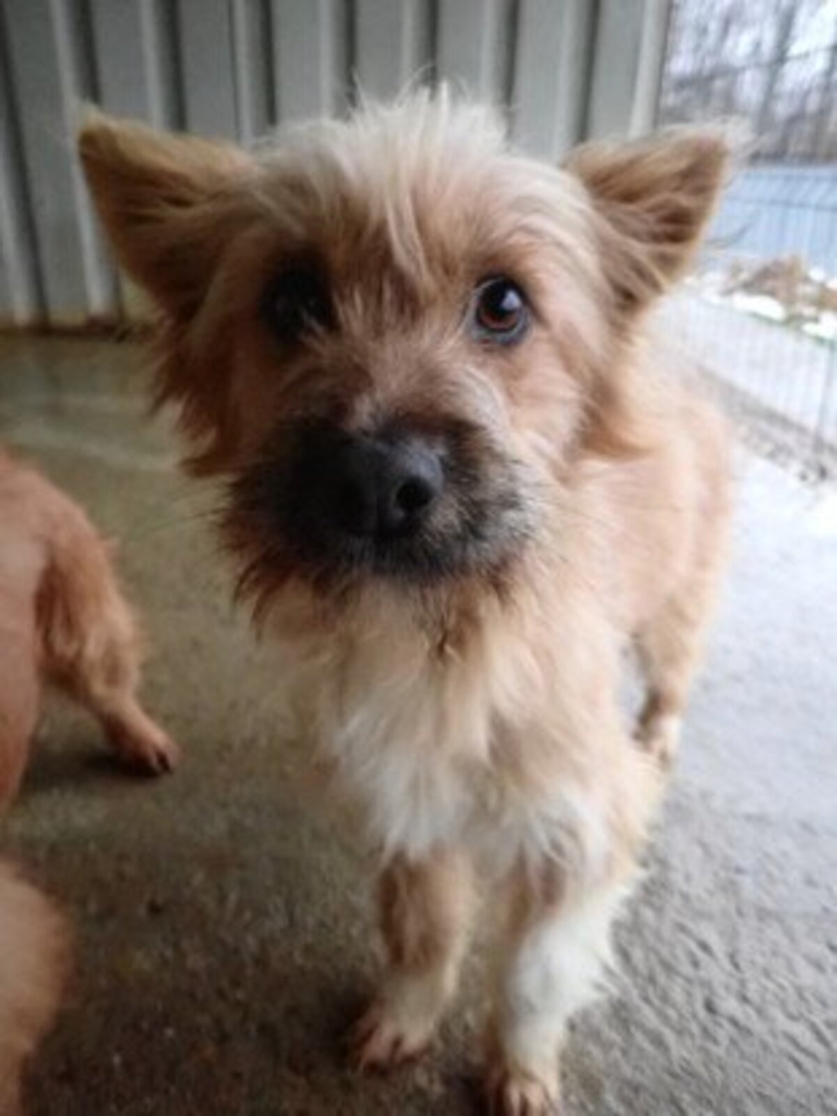 Adoption Surimi