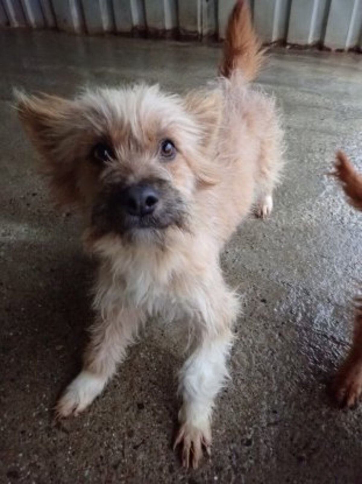 Adoption Surimi