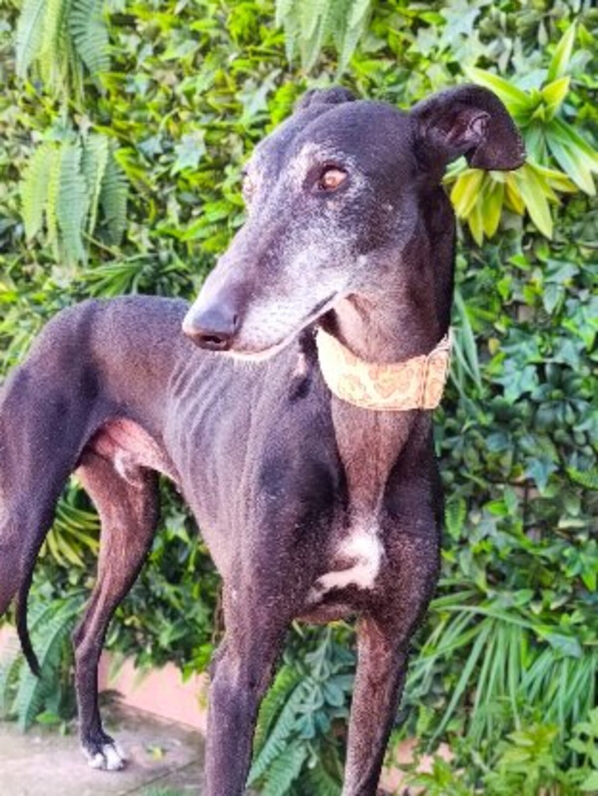 Adoption Svein