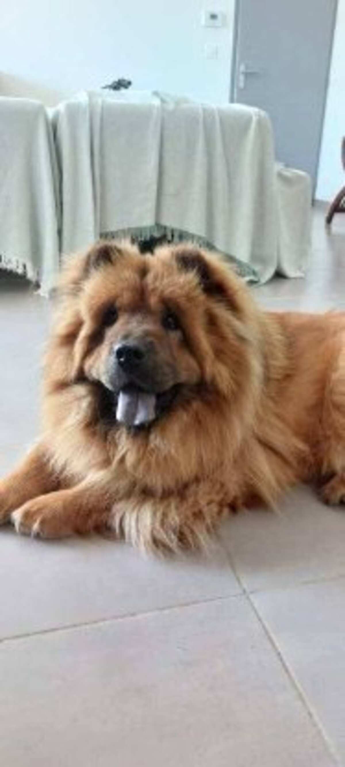 Adoption Sweety