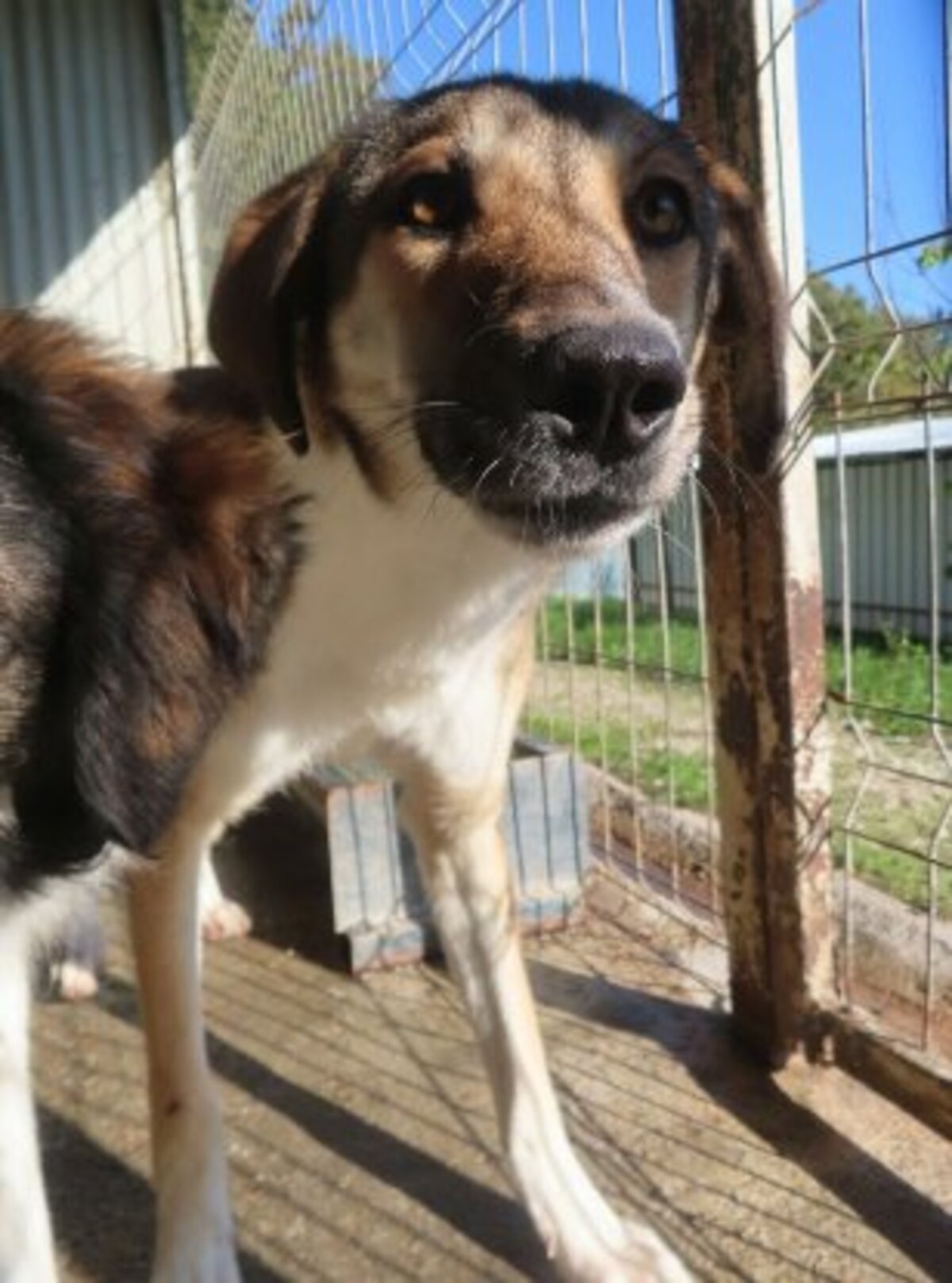 Adoption Sydney