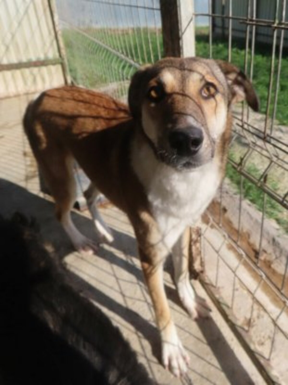 Adoption Sydney