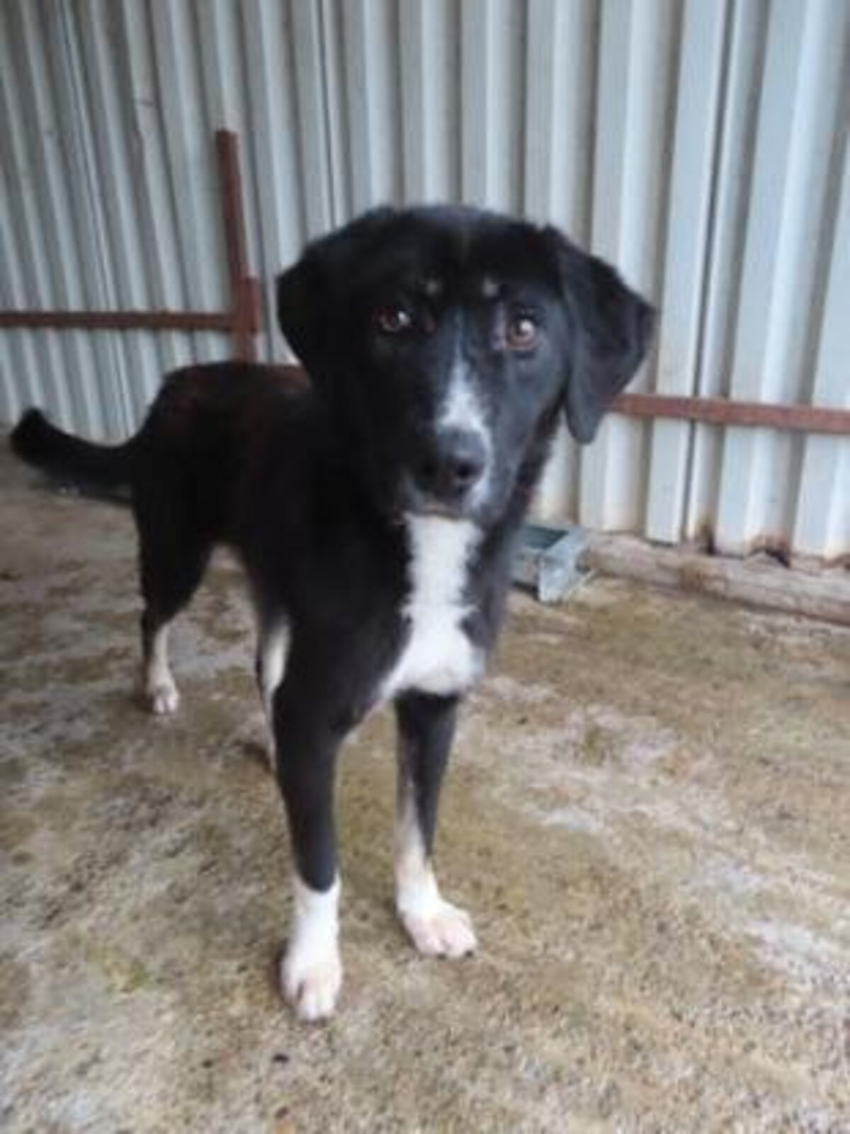 Adoption Symphonie