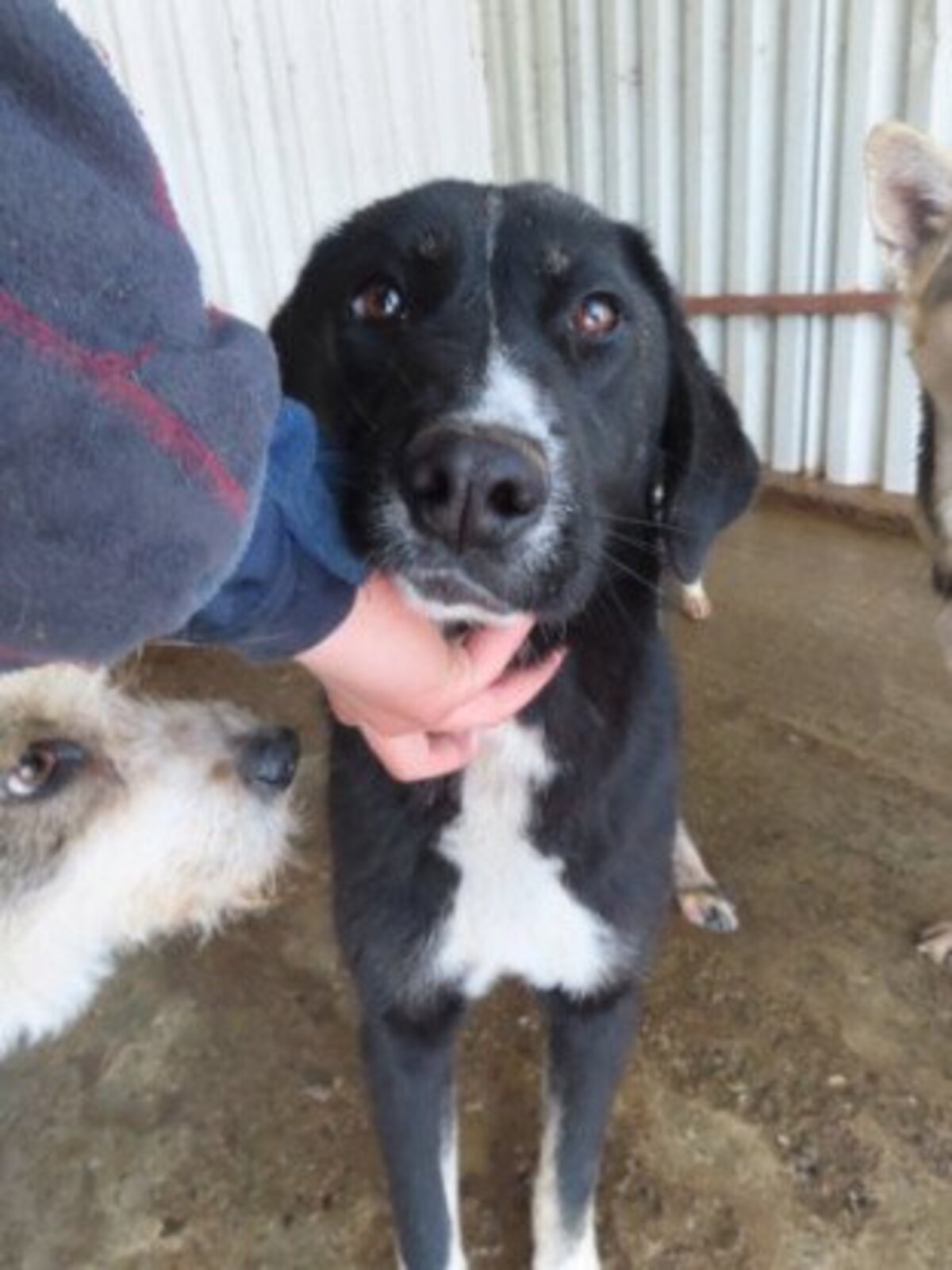 Adoption Symphonie