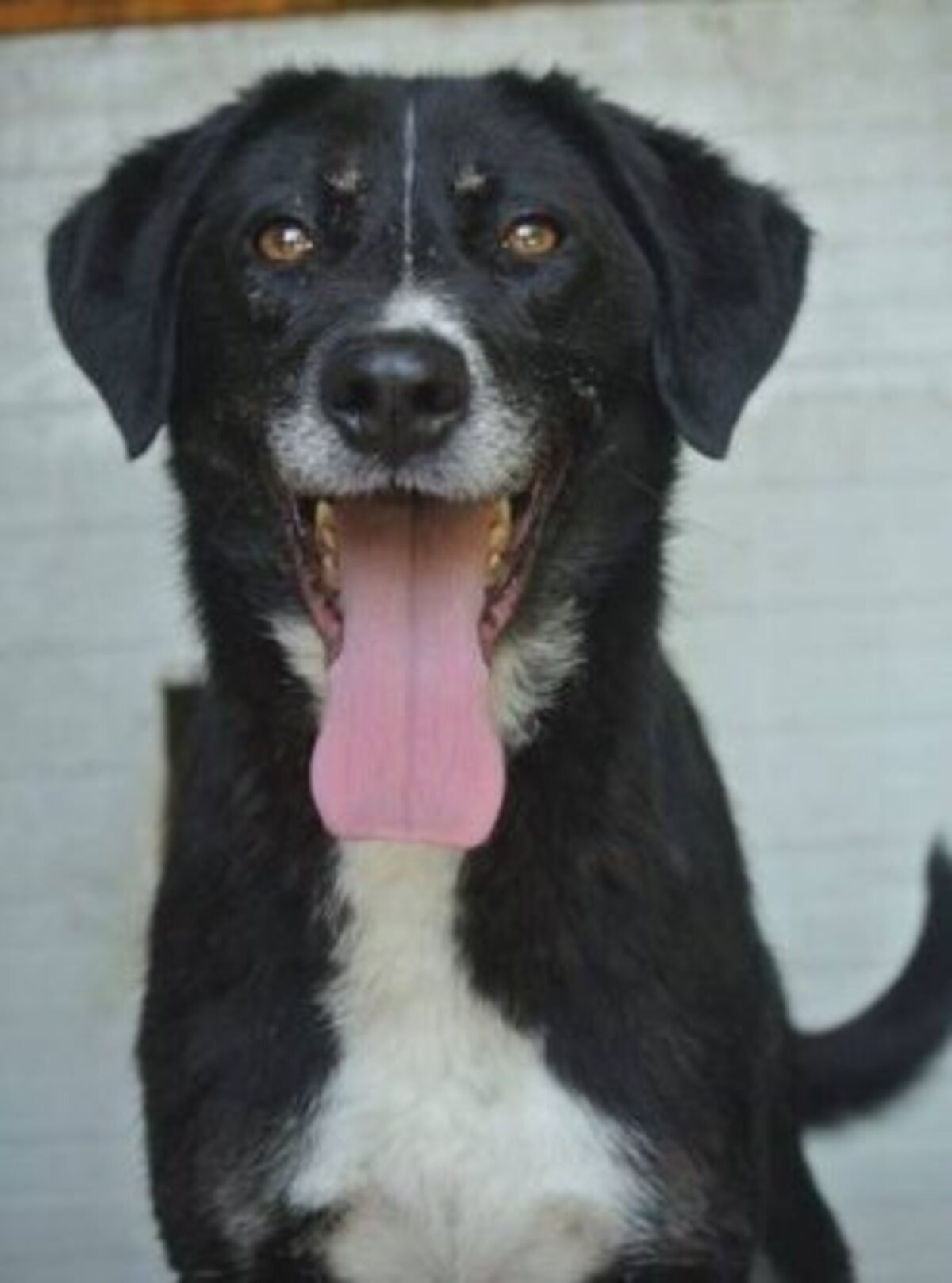Adoption Symphonie