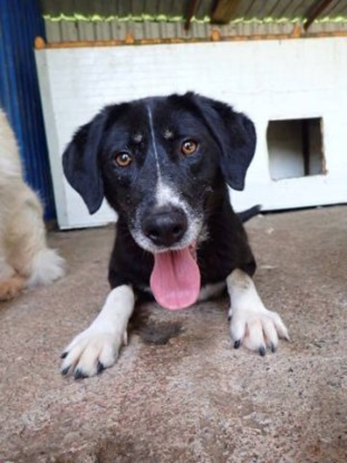 Adoption Symphonie