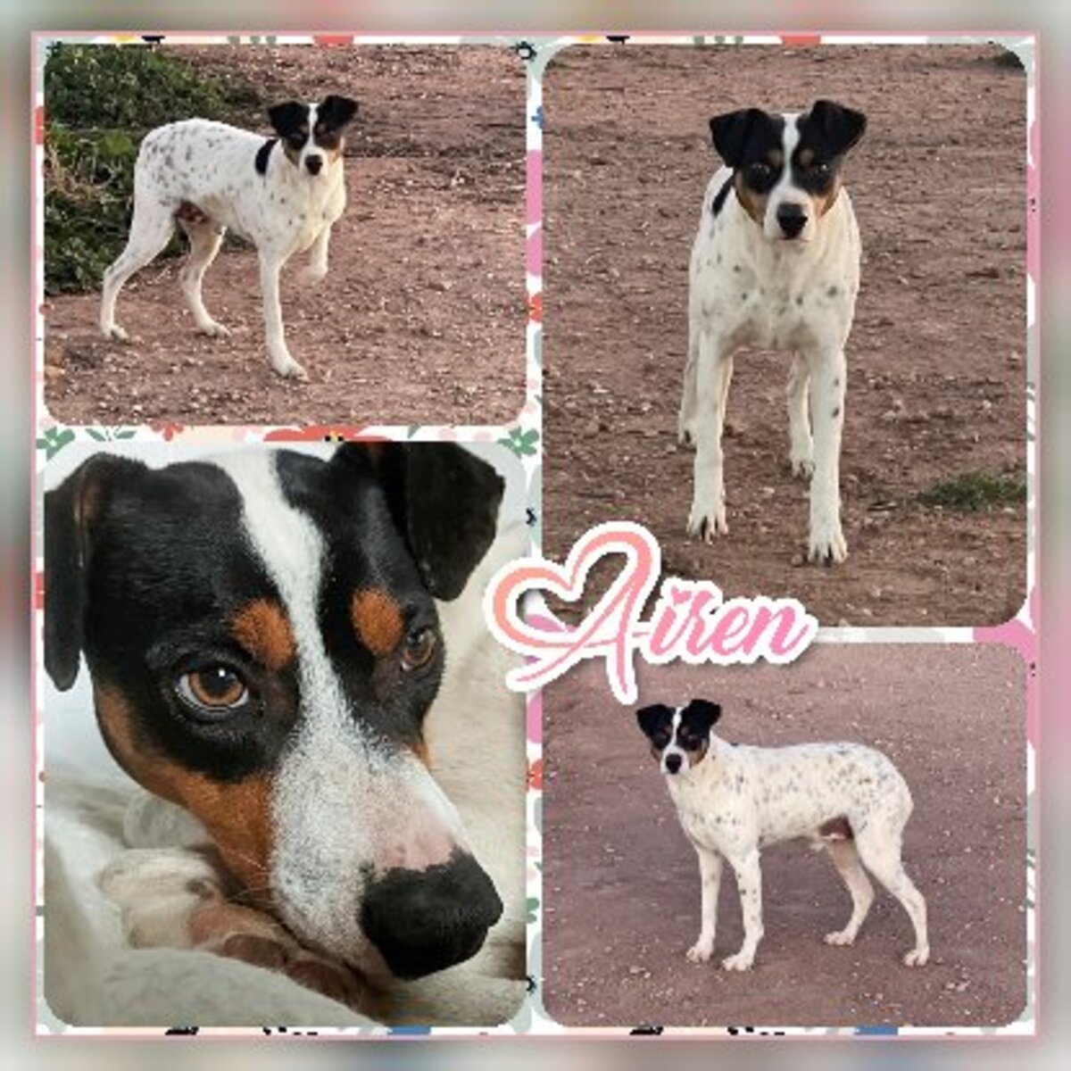 Adoption Syrah & airen