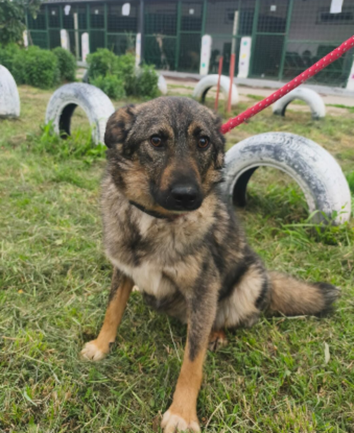Adoption Tahel