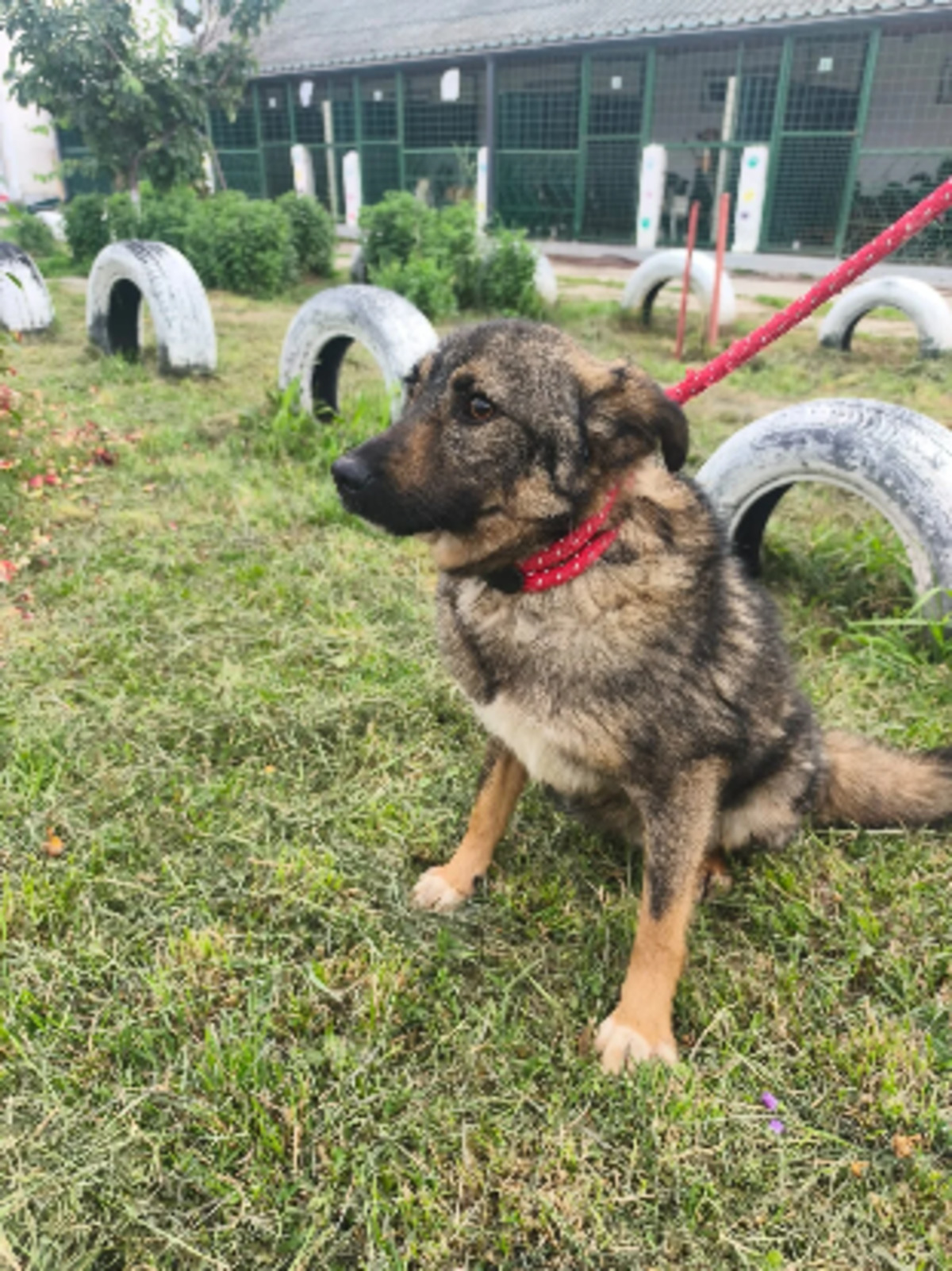 Adoption Tahel