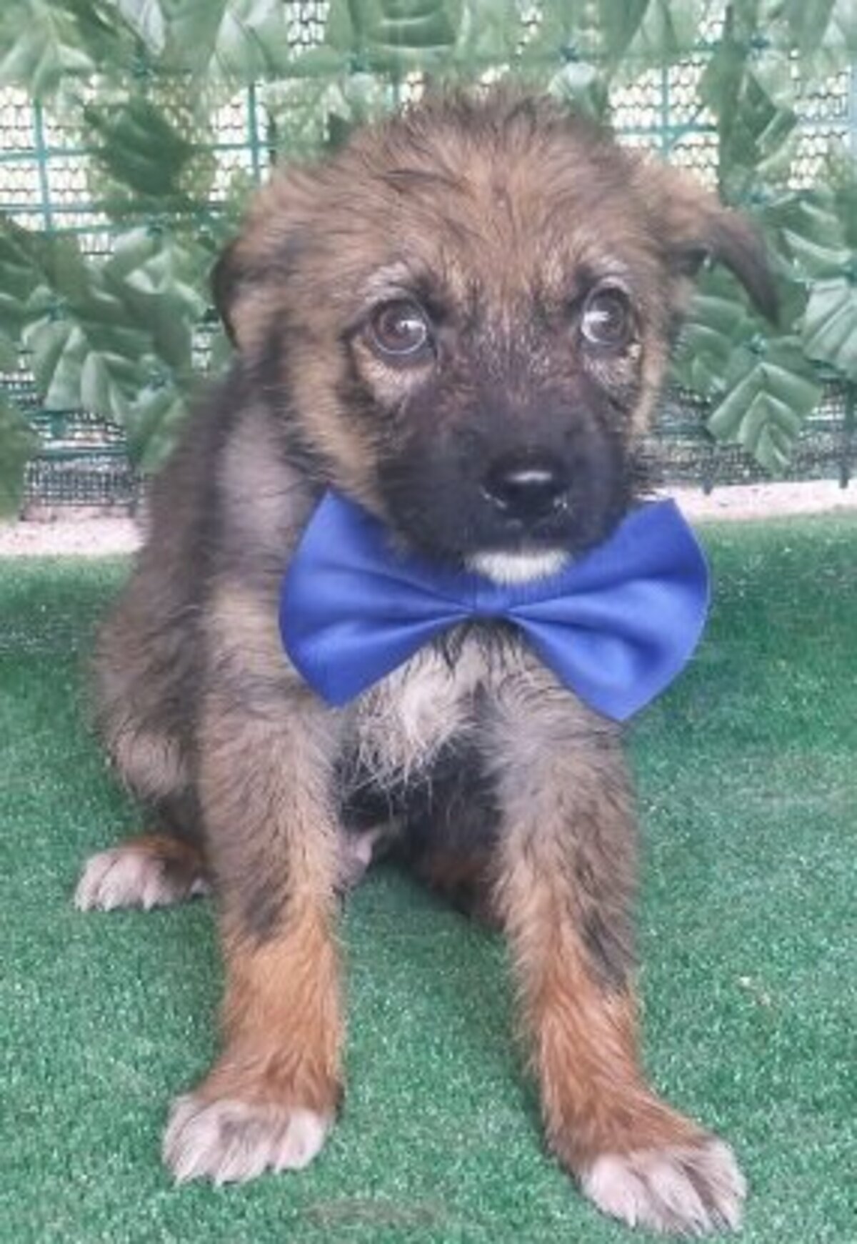 Adoption Tahel