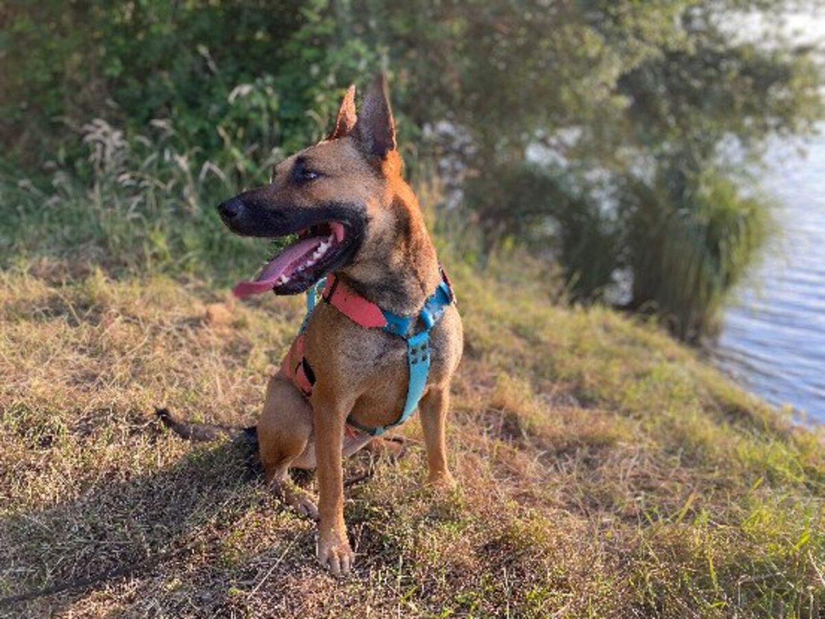 Adoption Taïly