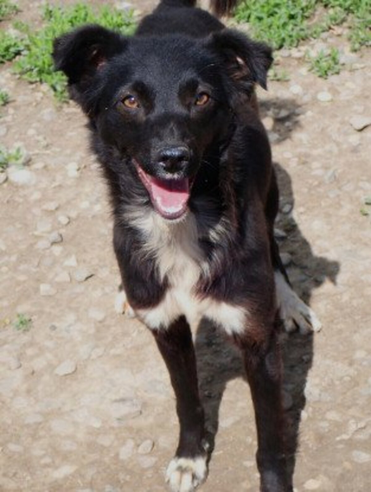 Adoption Talonne