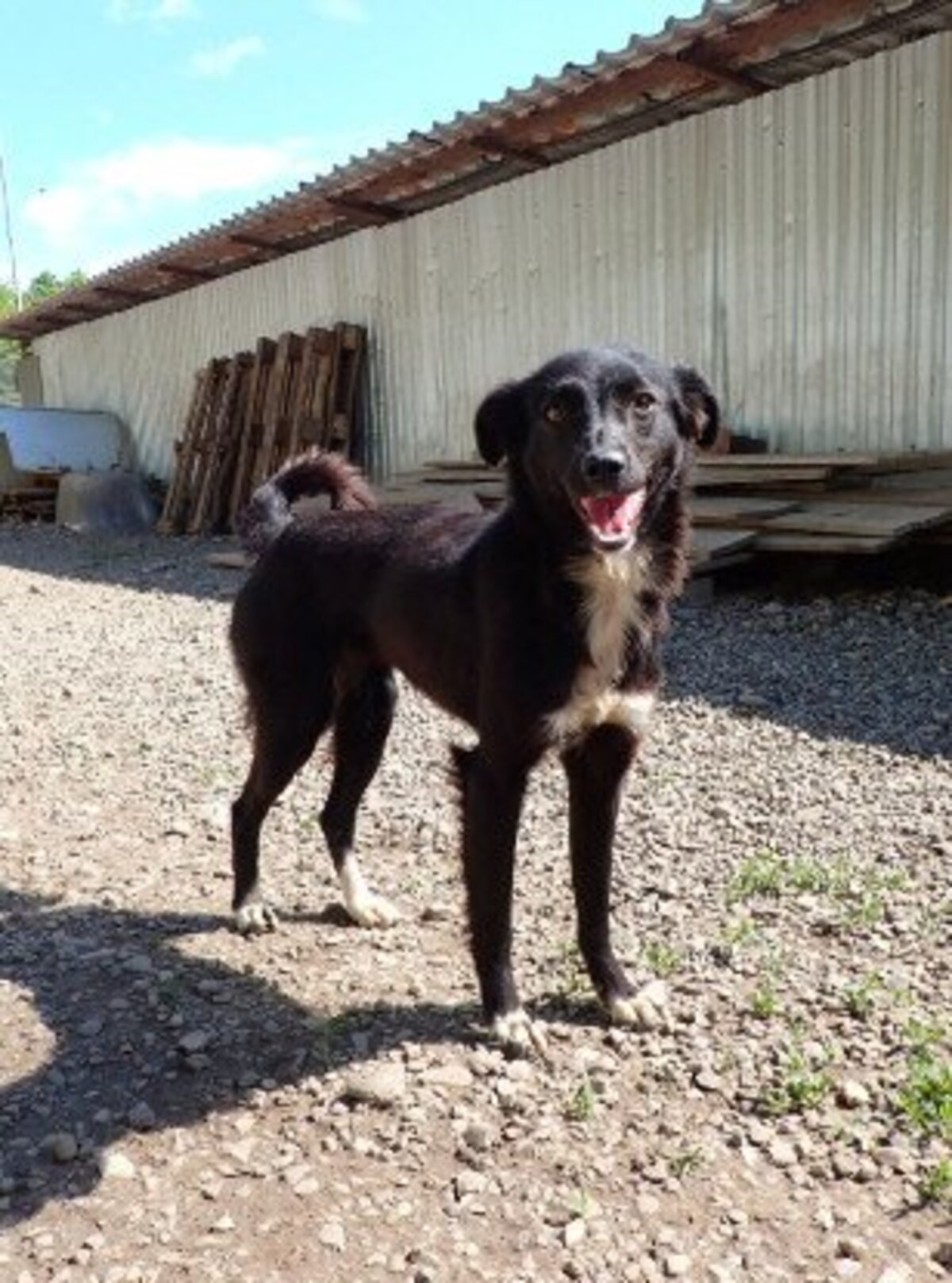 Adoption Talonne