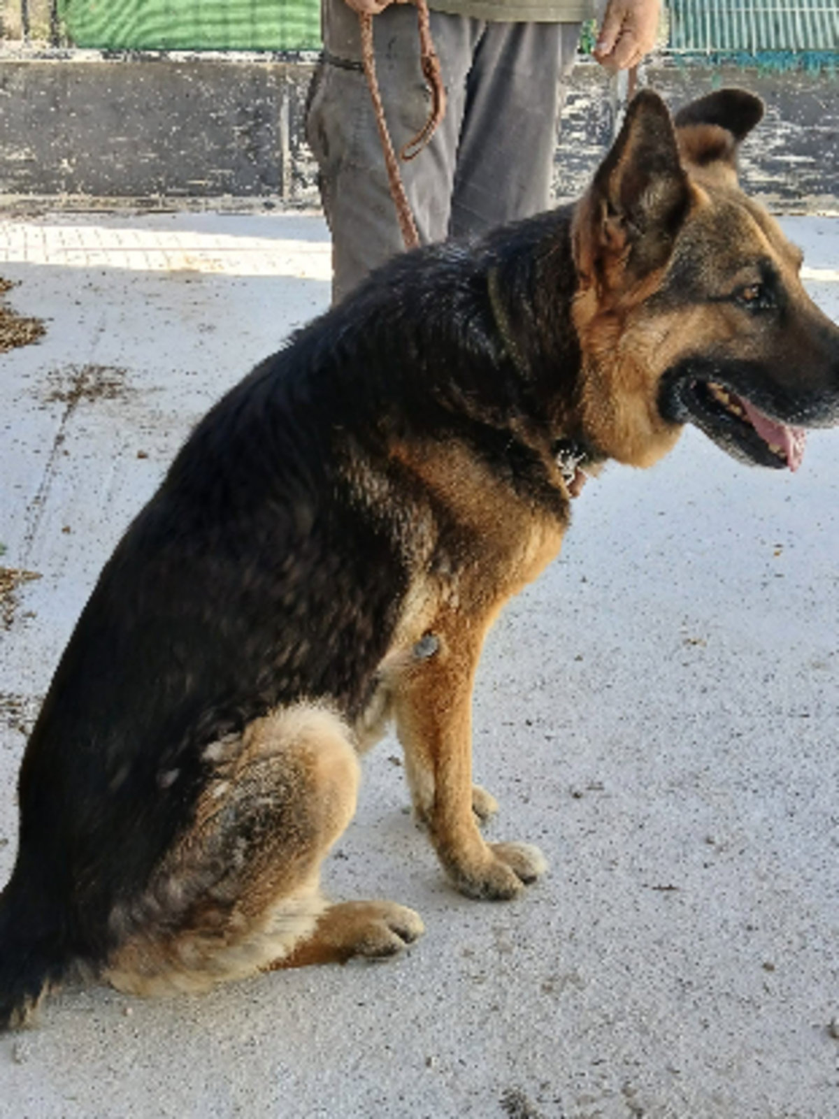 Adoption Tango