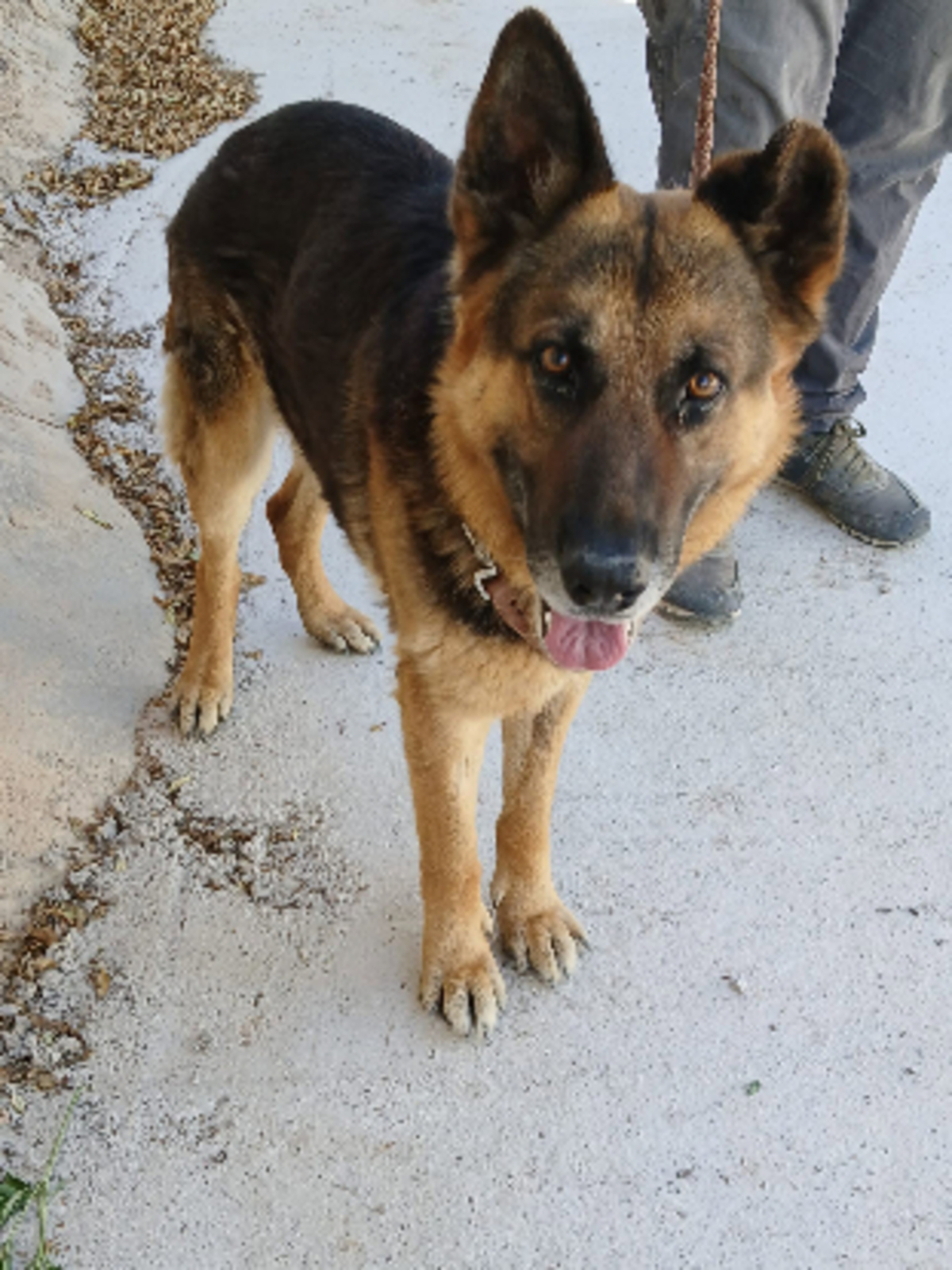 Adoption Tango