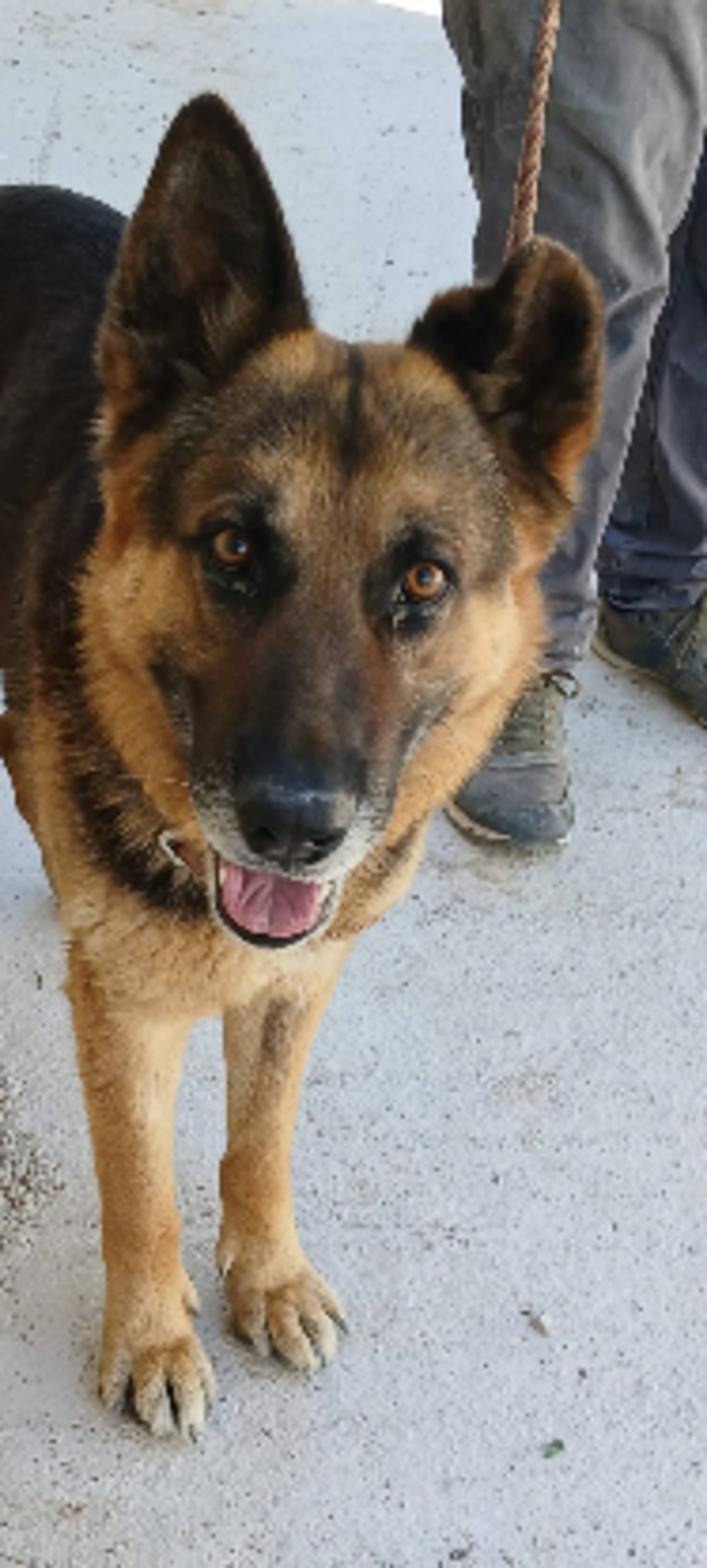 Adoption Tango
