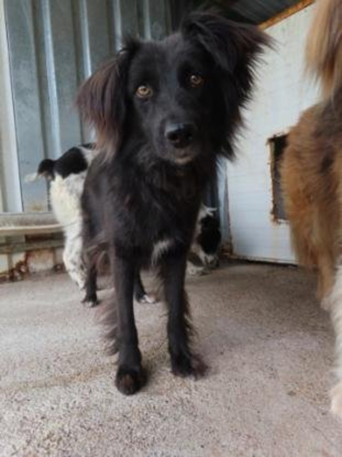 Adoption Tanya