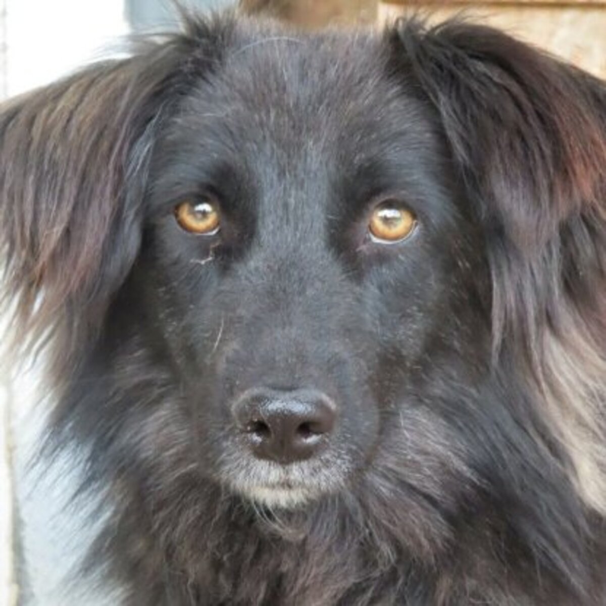 Adoption Tanya