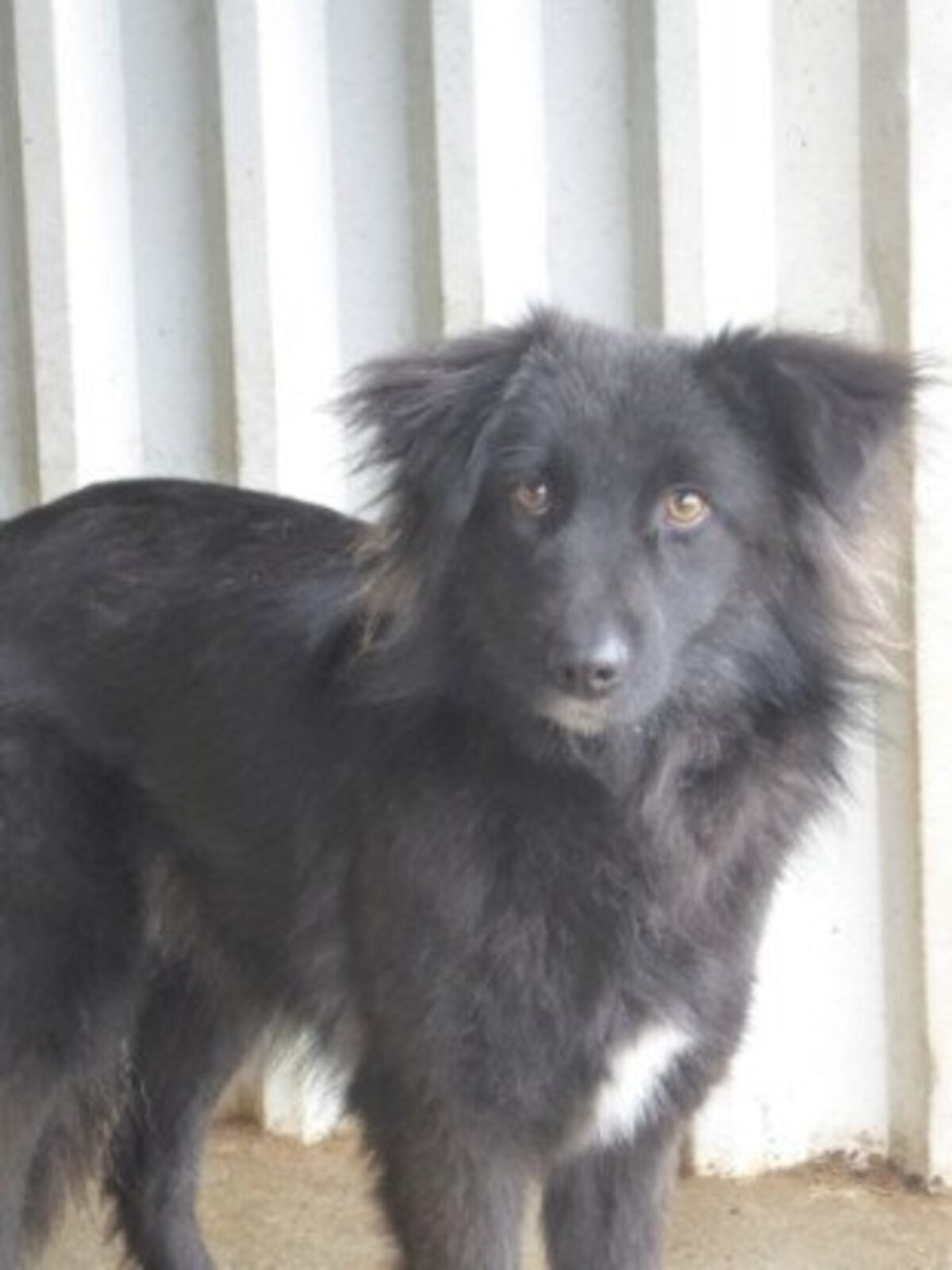 Adoption Tanya