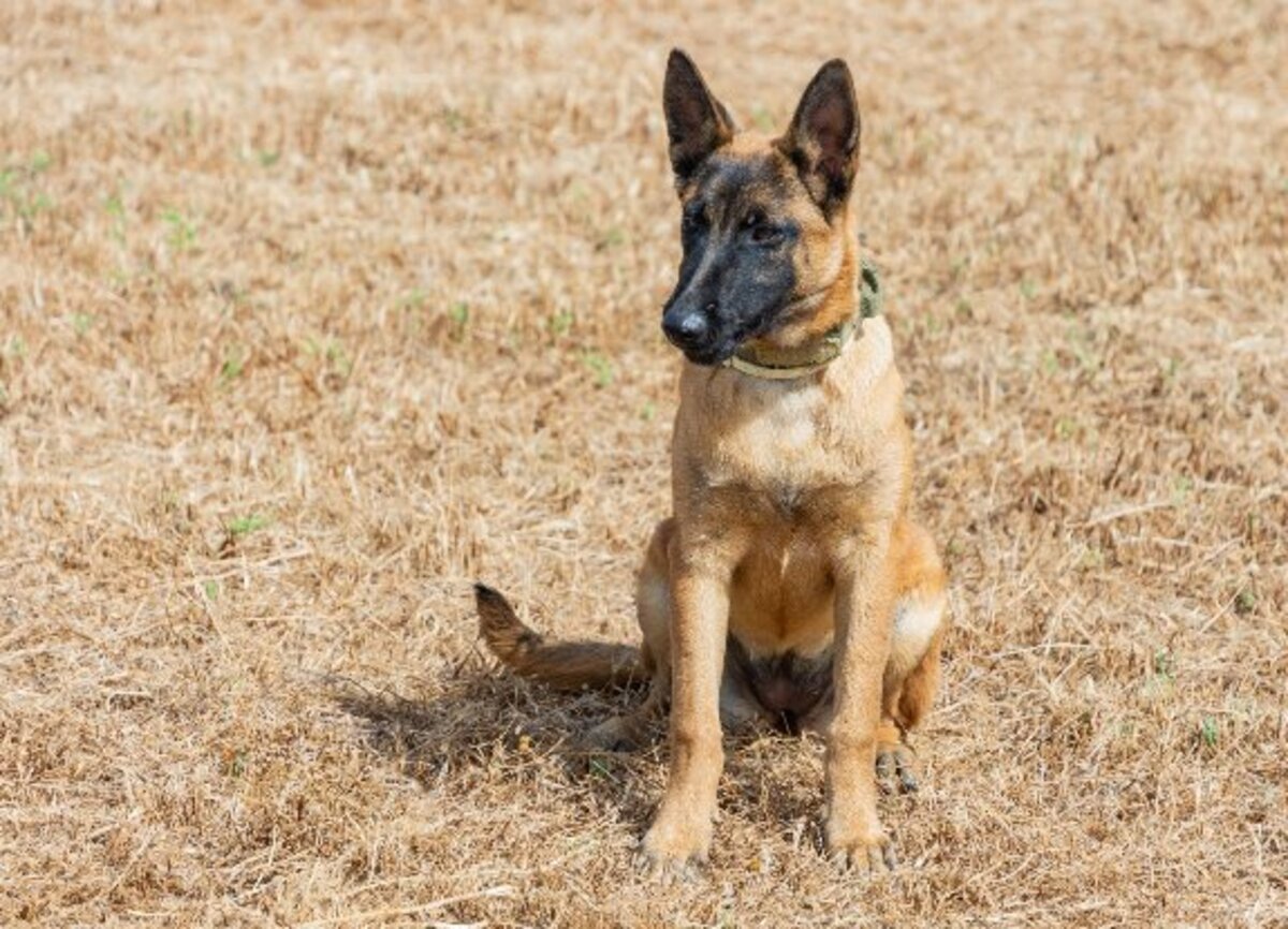 Adoption Tara