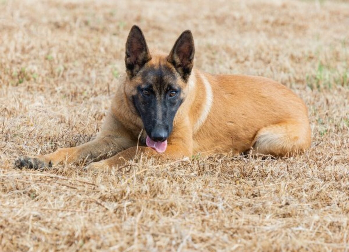 Adoption Tara