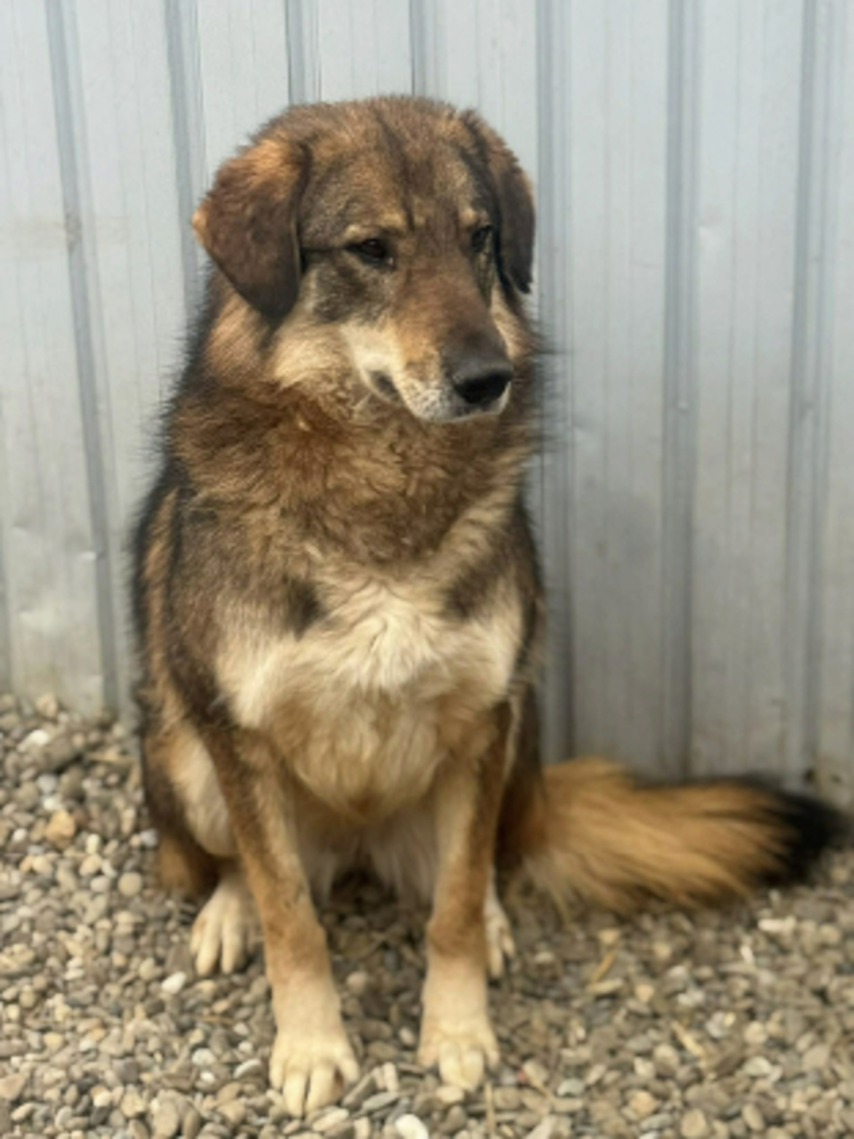 Adoption Tara